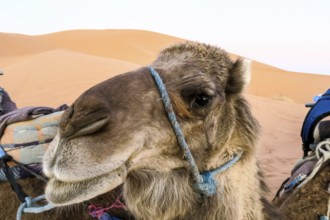 Portrait of camel in desert