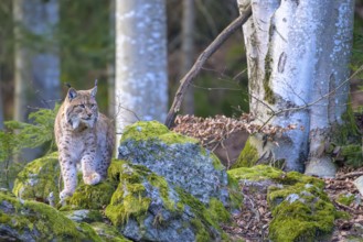 A lynx (Lynx lynx) exploring mossy rocks in the winter forest, Captive, Bavaria, Germany