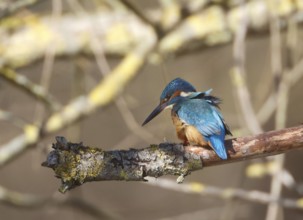 A Common Kingfisher (alcedo atthis) in the Reed, Heilbronn, Germany