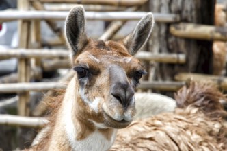Llama