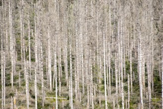 Dead trees in a pine forest due to global warming