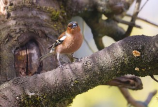 Common Chaffinch (fringilla celebs) on a tree