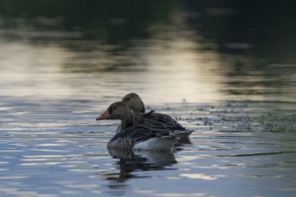 Greylag goose, Anser anser