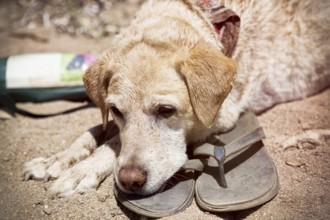 A blonde Labrador lies on a pair of flip flops on a beach in Frejus, southern France 2017