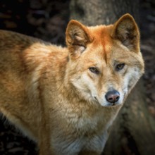 Australian dingo, Northern Territory, Australia