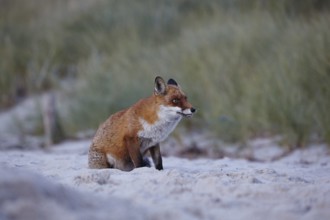 Red fox, Vulpes vulpes, on Darßer Weststrand, Western Pomerania Lagoon National Park,