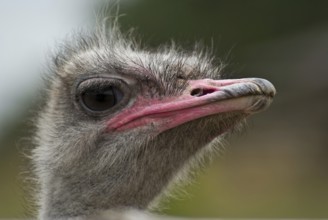Portrait of the common ostrich (Struthio camelus), Usedom, DEU