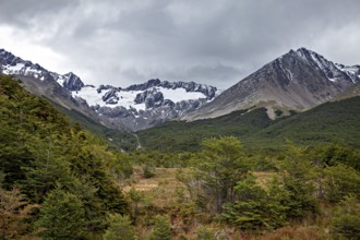 Mountain landscape with glacier and dense forest under a cloudy sky, The jungle of Tierra del Fuego