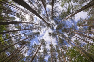 Wide angle view of pine forest with blue sky