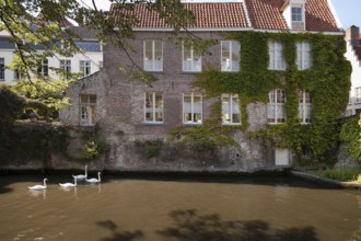 Swans swimming in the channel in Bruges, Belgium