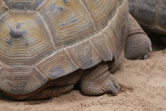 Giant tortoise