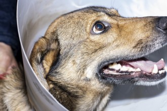 Portrait of a brown dog wearing an Elizabethan collar to protect it from a surgical operation
