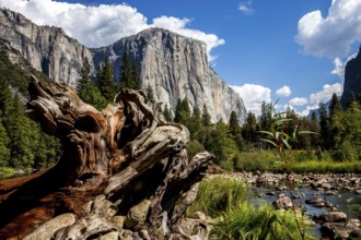 World famous rock climbing wall of El Capitan, Yosemite national park, California, usa