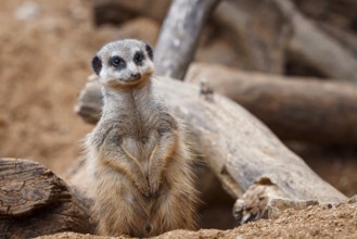 Suricata standing on a guard. Curious meerkat (Suricata suricatta)
