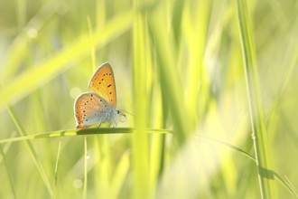 Butterfly on a spring meadow in the sunshine