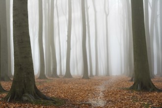 Misty autumn beech forest, ground covered by fallen leaves, Belgium