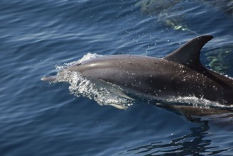 Dolphin watching