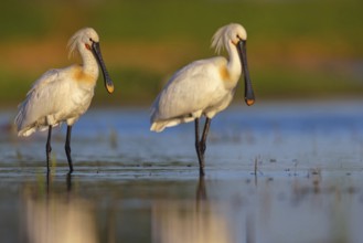Two spoonbills, (Platalea leucorodia), foraging, family of ibises and spoonbills, foraging,