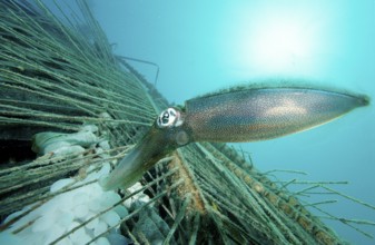 Southern reef squid laying eggs, Sepiotheuthis australis, Malaysia, Pacific, Borneo, Mabul
