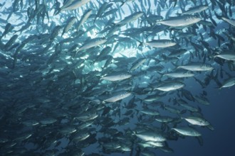 Shoal of bigeye jackfish, Caranx sexfasciatus, Tulamben, Bali, Indonesia