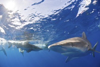 Galapagos sharks, Carcharhinus galapagensis, Oahu, Pacific, Hawaii, USA