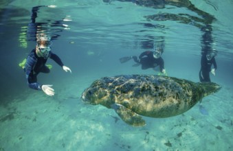 Round-tailed manatee and snorkeller, Trichechus manatus latirostris, USA, Florida, FL, Crystal