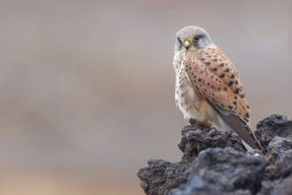 Kestrel, (Falco tinnunculus), perches on rocks, Canary Islands, animals, birds, falcons, foraging,