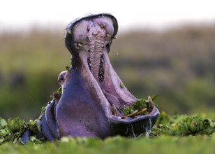 A yawning hippo, Hippopotamus, Animals, Mammals, (Hippopotamus amphibius), Maasai Mara, Kenya