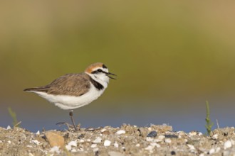 Animals, birds, plover, Kentish plover, (Charadrius alexandrinus), biotope, habitat, foraging,