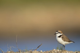 Animals, birds, plover, Kentish plover, (Charadrius alexandrinus), biotope, habitat, foraging,
