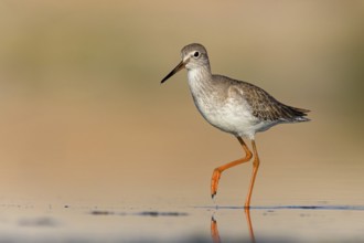 Redshank, (Tringa totanus), Animals, Birds, Snipe family, Raysut, Salalah, Sohar, Oman