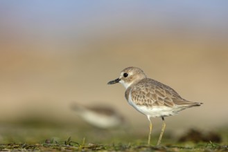Desert plover, (Charadrius leschenaultii), animals, birds, biotope, habitat, foraging, Middle East,