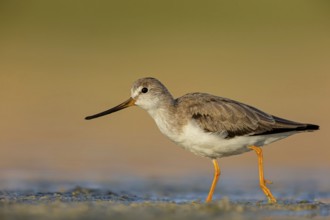 Terek sandpiper, (Xenus cinereus), animal, animals, bird, birds, snipe family, snipe, biotope,