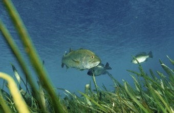 Trout perch, Micropterus salmoides, USA, Florida, FL