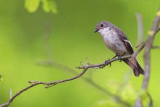 Animals, birds, songbirds, pied flycatcher, (Ficedula hypoleuca), biotope, habitat, perch,