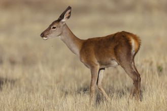 Red deer, (Cervus elaphus), young animal, animals, mammals, young animal, El Millaron Deer Safari,