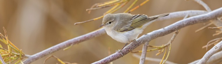 Balkan Warbler, Eastern Mountain Warbler, (Phylloscopus orientalis), songbird, leaf warbler family,