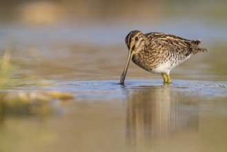 Snipe, (Gallinago gallinago), animals, birds, snipe, biotope, habitat, foraging, Raysut, Salalah,