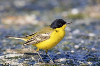 Yellow wagtail, (Motacilla flava feldegg), Motacilla feldegg, Animals, Birds, Middle East, Israel
