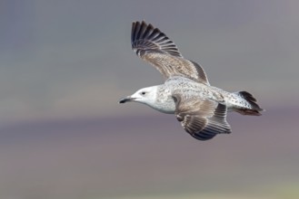 Herring gull, (Ichthyaetus ichthyaetus) Syn: (Larus ichthyaetus), Animals, Birds, Gulls, Seagull,
