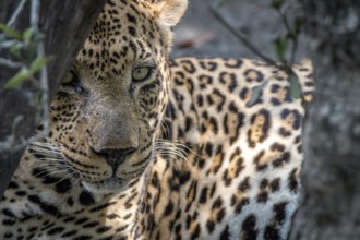 A male Leopard staring at the camera in the Sabi Sand Game Reserve, South Africa