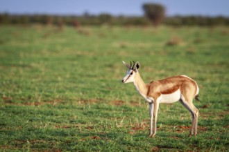 Springbok standing in the grass in the Etosha National Park, Namibia