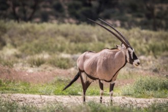 Oryx standing in the grass and starring in the Kgalagadi Transfrontier Park, South Africa