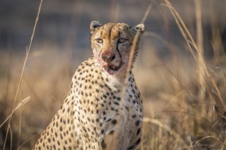 Starring Cheetah with a bloody face in the Kruger National Park, South Africa