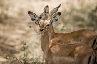 Starring baby Impala in the Kruger National Park, South Africa