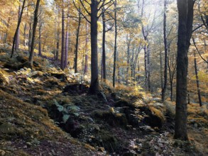 Sunlit woodland in early autumn with mixed forest trees with golden fall colored leaves on a rocky