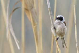 Penduline Tit, (Remiz pendulinus), animals, birds, tits, family of Penduline Tits, Eich-Gimbsheimer