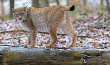 Eurasian Lynx, Eurasian Lynx, (Lynx lynx), animals, mammals, portrait, Kaiserslautern Wildlife