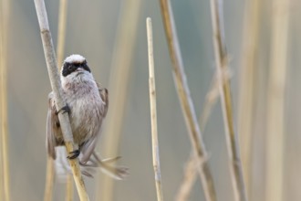 Penduline Tit, (Remiz pendulinus), animals, birds, tits, family of Penduline Tits, Eich-Gimbsheimer