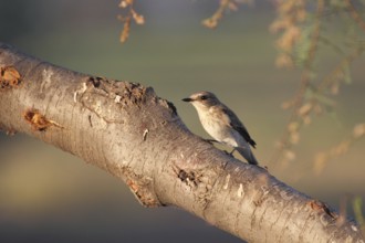 Grey flycatcher on its lookout, Punta Prima on Menorca